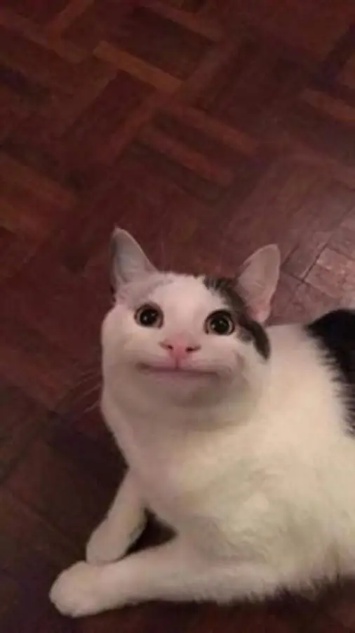The polite cat meme, a byte-for-byte copy of another photo